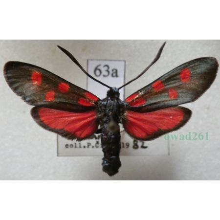 Zygaena angelicae Ochsenheimer, 1808 Kraśnik dzięgielowiec Slovakia63a